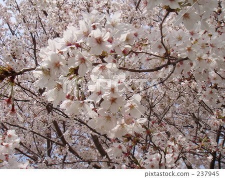 賞櫻 賞花 觀賞櫻花 237945