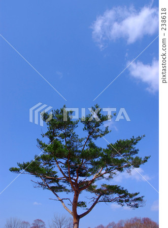 藍天和赤松 藍天和赤松 238618