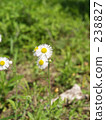 beautiful, bright, cheerful 238827
