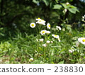 weed, weeds, daytime 238830