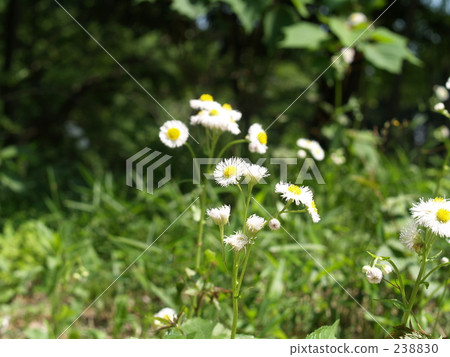 weed, weeds, daytime 238830