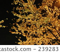 夜櫻桃樹Ⅰ 239283