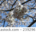 hanaharu 239296
