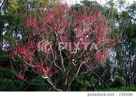 red, white, tree 239386