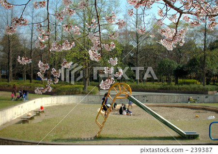 Cherry blossoms and slides in the park 239387