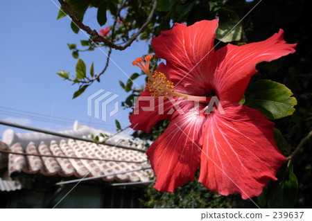 okinawa prefecture, 4th aozora, southern countries 239637