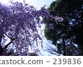 Weeping cherry tree 239836