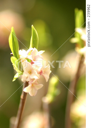 年輕葉子的季節 239962