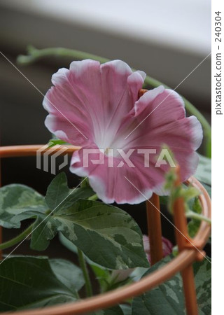 danjuro, morning glory, japanese morning glory 240304