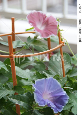 danjuro, morning glory, japanese morning glory 240307