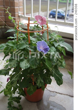 danjuro, morning glory, japanese morning glory 240308