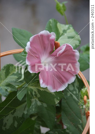 danjuro, morning glory, japanese morning glory 240311