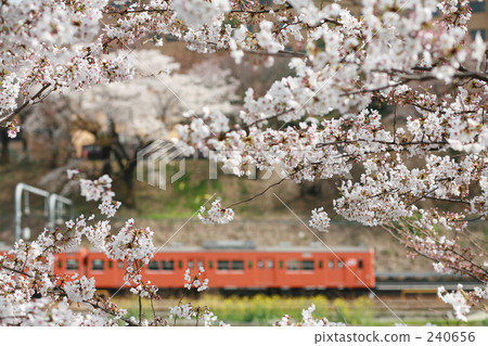 Inside the cherry tree 240656