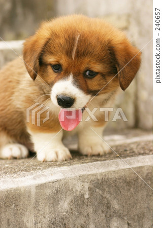 doggy, lapdog, puppies 240657