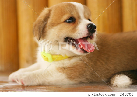 小狗 混合 咆哮 240700