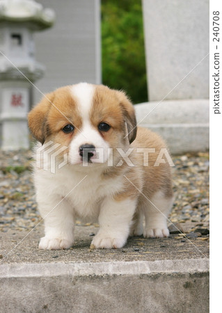 小狗 混合 咆哮 240708