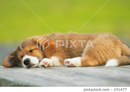 doggy, lapdog, puppies 241477