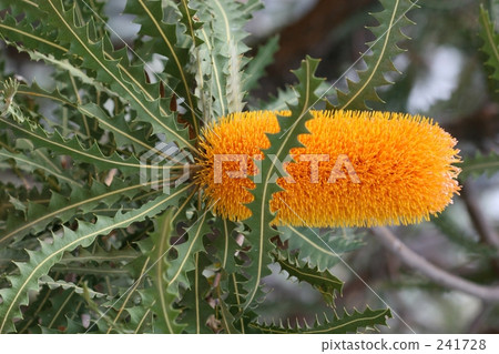western australia, wild flower, perth 241728