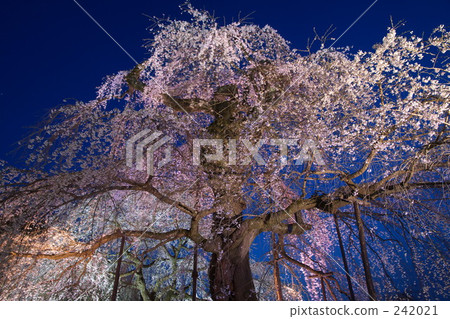 清雲寺 垂櫻 櫻花 242021