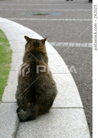 諾拉回來了 242025