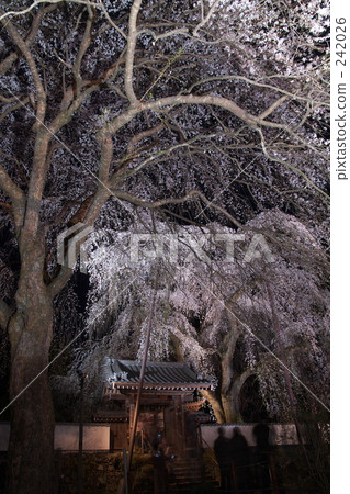 清雲寺 垂櫻 櫻花 242026