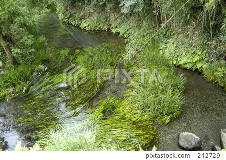 clear stream, kikuchi river, rivers 242729