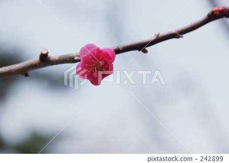 酸 酸味物質 彆扭的 242899