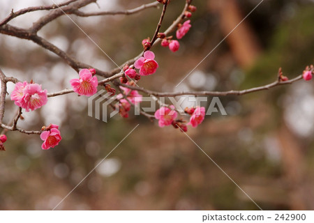 酸 酸味物質 彆扭的 242900