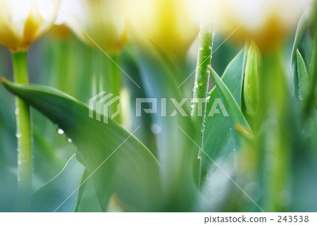 Rain sound · Tulip forest · 1 243538