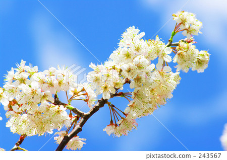 Cherry Blossoms Cherry Blossoms 243567