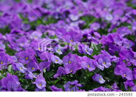 Viola (purple) Viola (purple) 243593