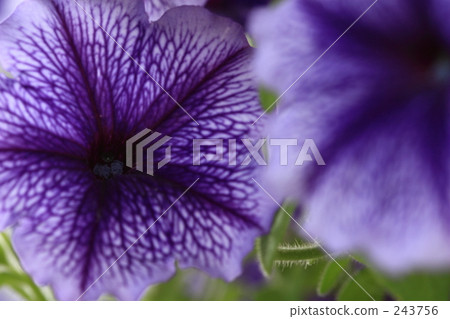 地毯藍色花邊 地毯藍色花邊 243756