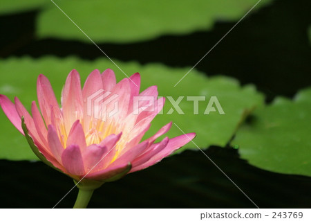 spontaneity, lotus, botanic 243769
