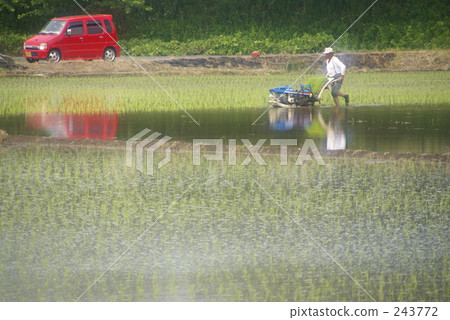 Time of rice planting 243772