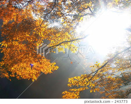 Autumn sun 243773