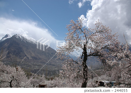 full bloom, spring, second annual contest 244055