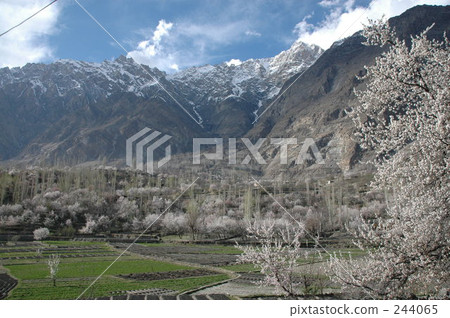 full bloom, spring, picturesque scenery 244065