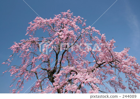 Drooping cherry tree Drooping cherry tree 244089