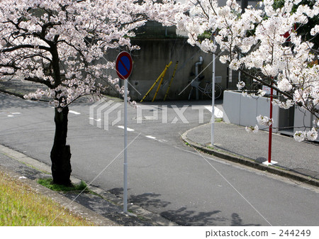 櫻花的風景 244249