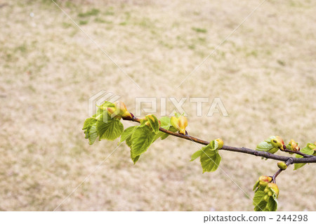 botanic, botanical, plant 244298