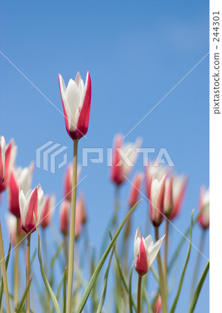 Ready tulip (vertical composition) 244301