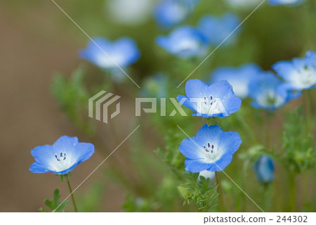 Nemophila Nemophila 244302