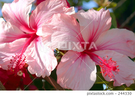 Pair of hibiscus Pair of hibiscus 244330
