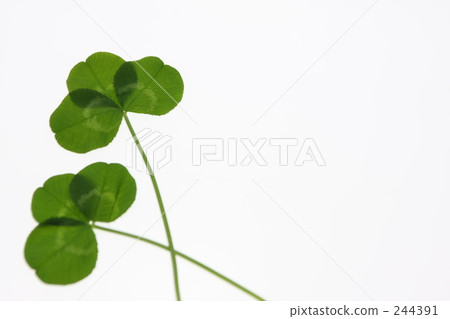 Two clovers 244391