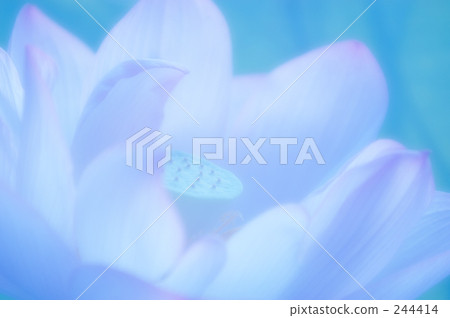 Lotus 01 Lotus 01 244414