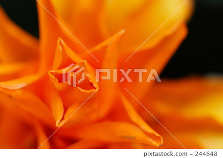 Kalatea · Crocata 244648