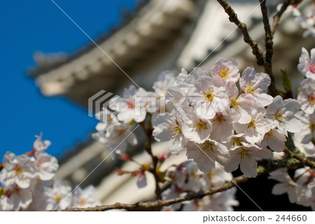 城堡 櫻花 櫻 244660