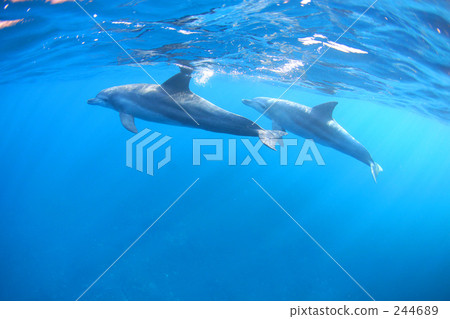 Pair of dolphins Pair of dolphins 244689