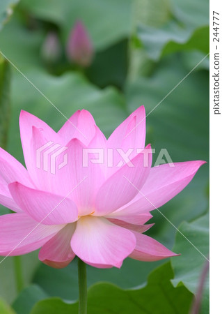Lotus flower  244777