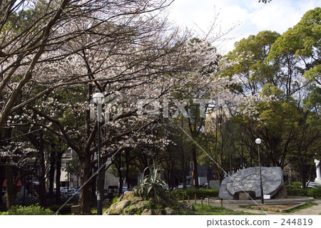 春 春天 盛開 244819